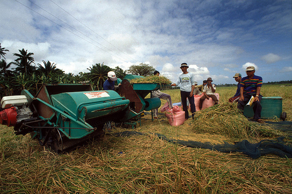 need-to-adopt-high-yielding-varieties-of-rice-suitable-for-organic